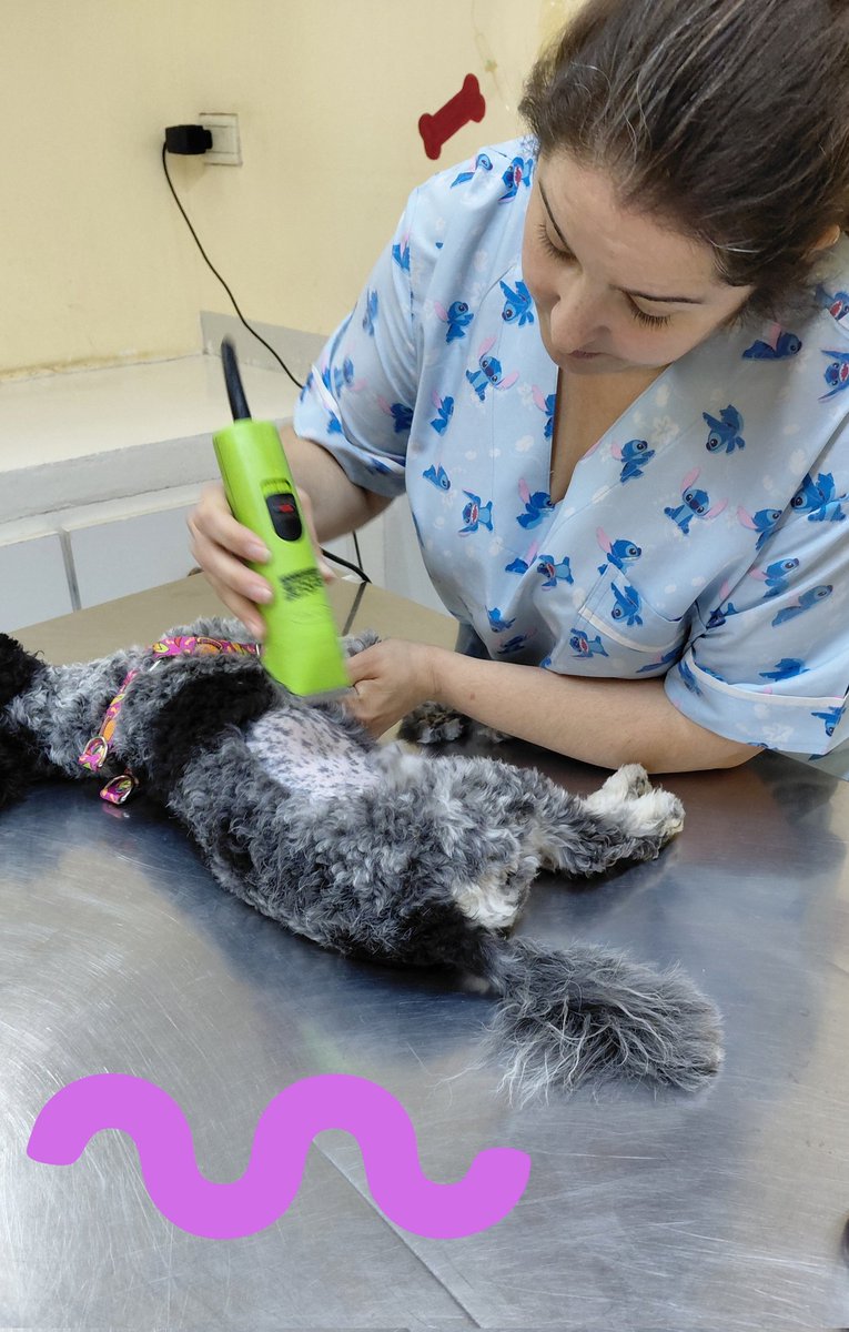 LeigaMaria's tweet photo. Servicio de Castración de perros/as de 3 a 5 kg 🐾🐕
👉 #ControlPoblacional de canes de tamaño pequeño
#BienestarAnimal
#CiudadSaludable
#SecDDHHRelInstitucionalesyCoopInternacional #MunicipalidadDeNeuquen
@MarianoGaidoOk
@GiovanettL @DDHH_RI_CI @munineuquen https://t.co/PEKcKBQfm9