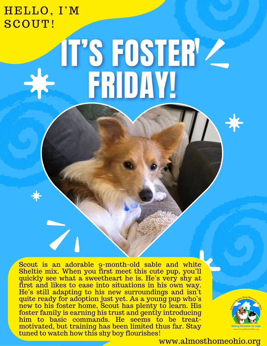 On this #FosterFriday, we want to show you little Scout! He is working hard to get ready for adoption, and cannot wait to meet his furever family. See the link in our bio if you are interested in learning more about him. 🐾❤️

#AdoptDontShop #AdoptableDog #RescueDog