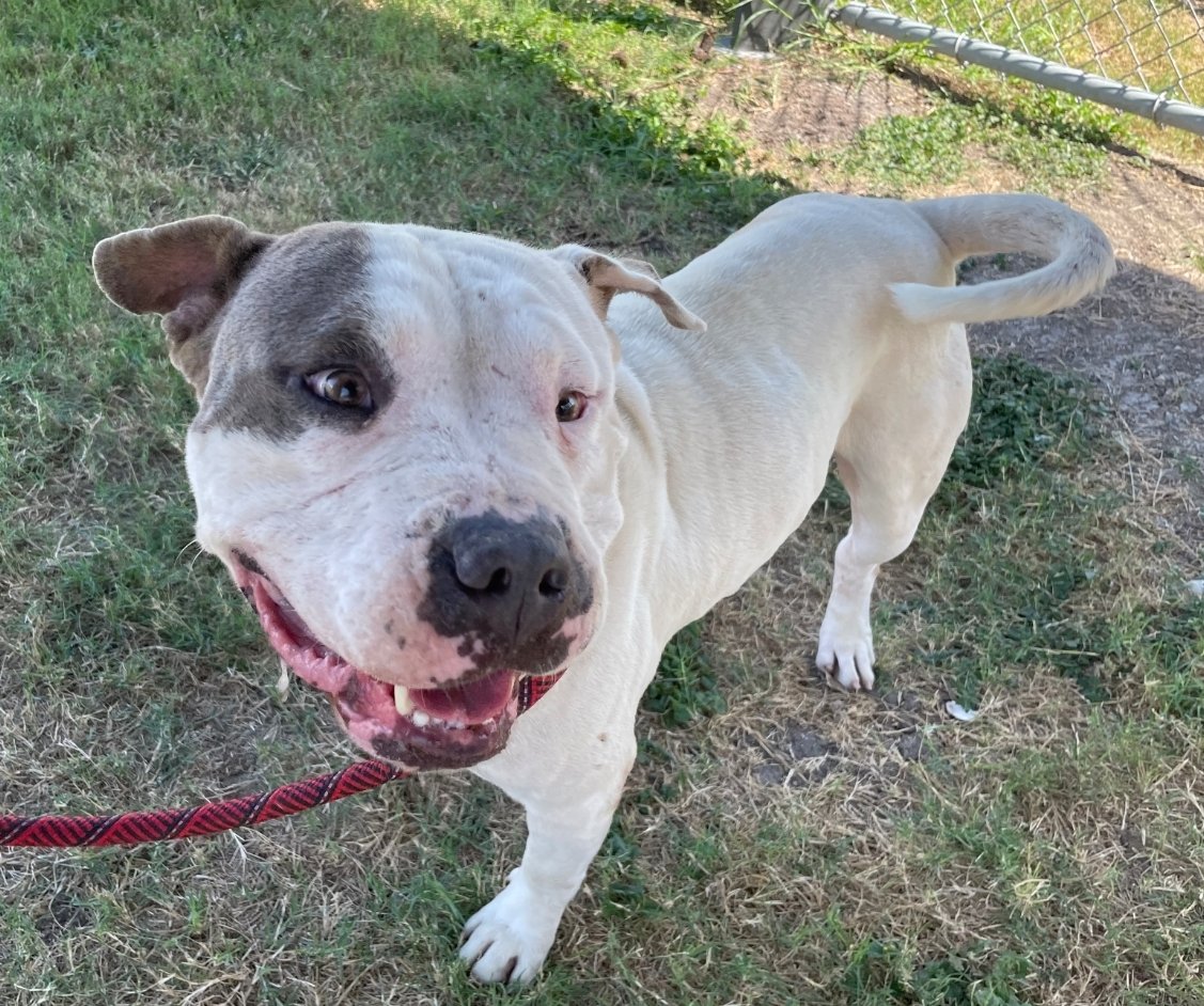 beeleevitonly's tweet photo. MUFFIN #A383803 #CorpusChristiACS #TX
#AdoptableDog but CCACS #Cullingdogs
for space. 4 yo #PibbleMix HW+ , sweet boy
https://t.co/JL7moNXiNs https://t.co/qJSaKK9TtD