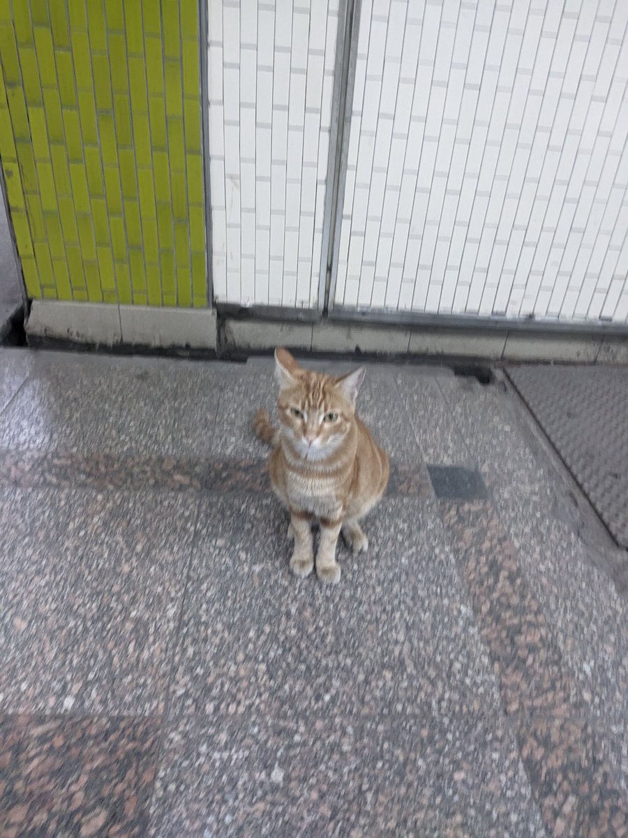 مش متأكد هو ولا لا بس Looks orange enough
+ الديڤا التانية دي تستاهل الشهرة أكتر