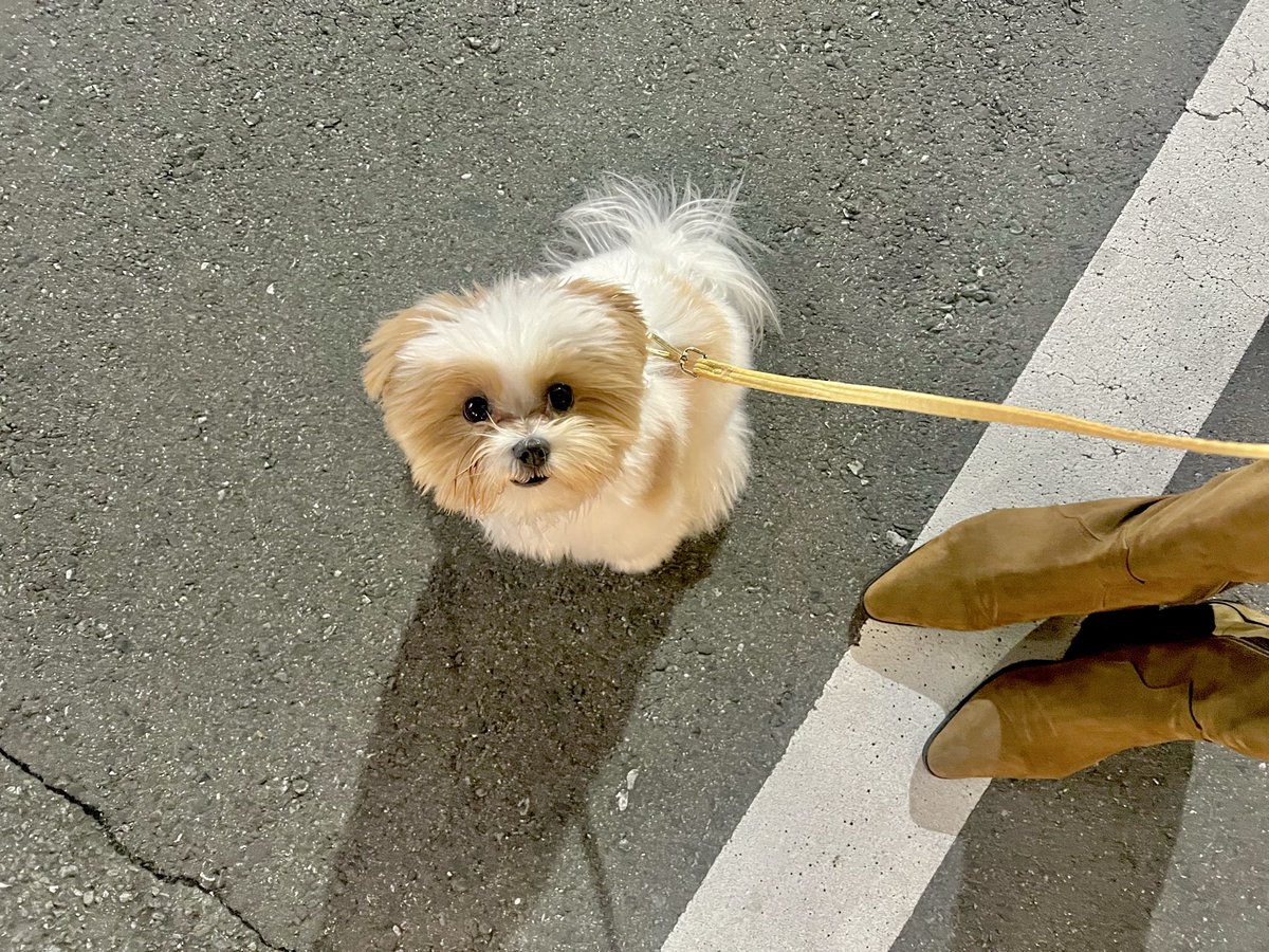 kisuke0320's tweet photo. 「自分の道は自分で決める」という生後7ヶ月犬の自我の芽生えを感じた昨日のおさんぽ。わがまま犬VS飼い主 https://t.co/azNgwzm4Ie