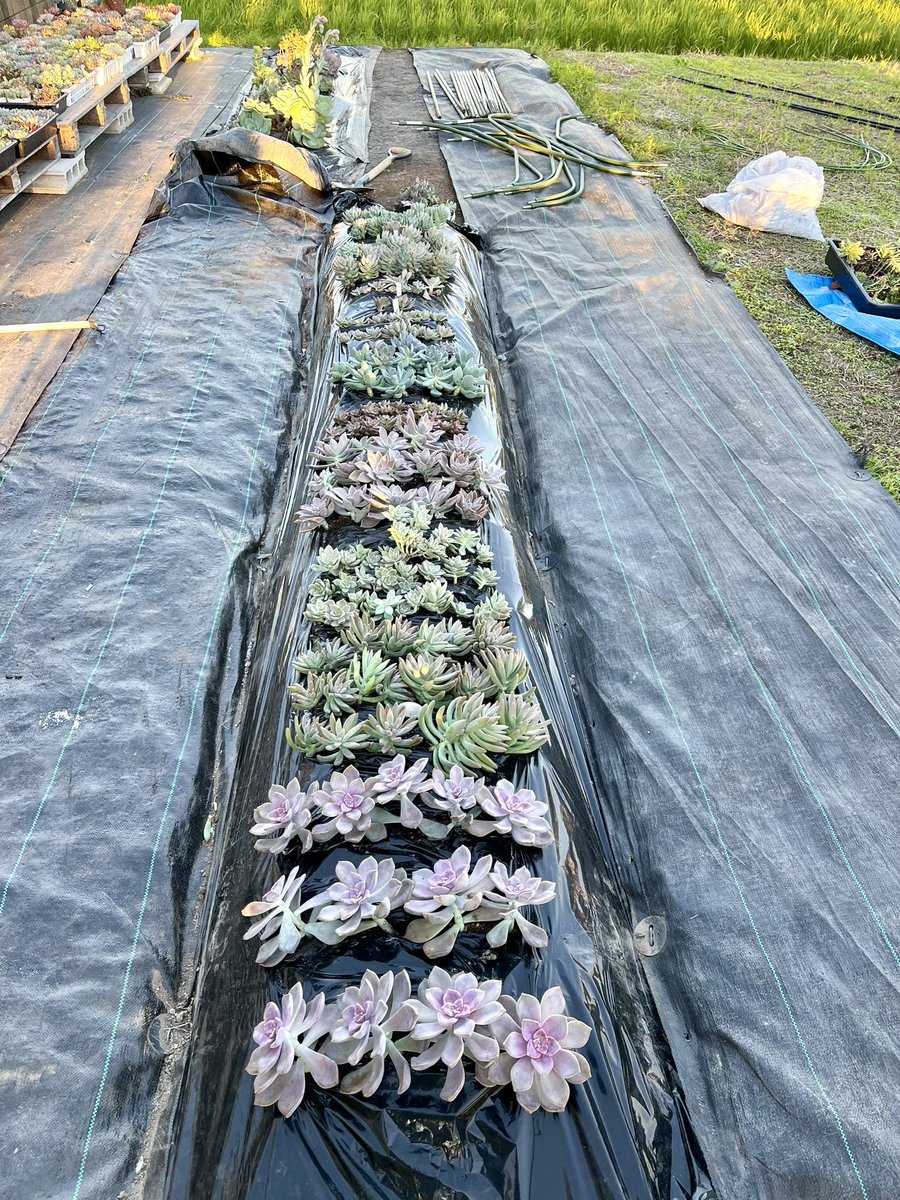 多肉植物 - Search / X