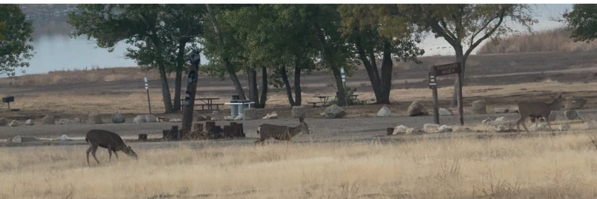 BTMBook13's tweet photo. @rachkmc Camping for four days and our first night here we are just chilling and eating our soup for dinner when I look out the window and there are just like 4 Elk just strolling by. It’s a small thing but it made my day. https://t.co/PPE1qPpc8f