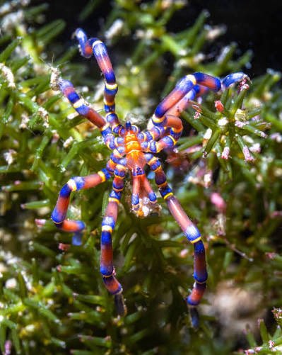 seacreature_otd's tweet image. — the silly little sea creature for this week is the blue-kneed sea spider (anoplodactylus evansi) !! 🕷️ 

— fun fact: these tiny marine arthropods can swallow prey up to six times their own size !!!
