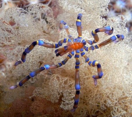 seacreature_otd's tweet image. — the silly little sea creature for this week is the blue-kneed sea spider (anoplodactylus evansi) !! 🕷️ 

— fun fact: these tiny marine arthropods can swallow prey up to six times their own size !!!