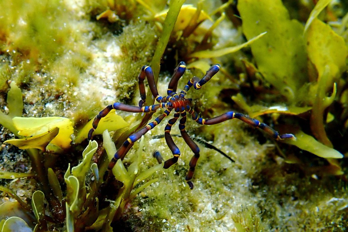 seacreature_otd's tweet image. — the silly little sea creature for this week is the blue-kneed sea spider (anoplodactylus evansi) !! 🕷️ 

— fun fact: these tiny marine arthropods can swallow prey up to six times their own size !!!