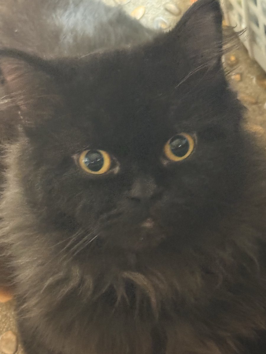 Hii been awhile 😉
also...
.
.
Cat pic hehe