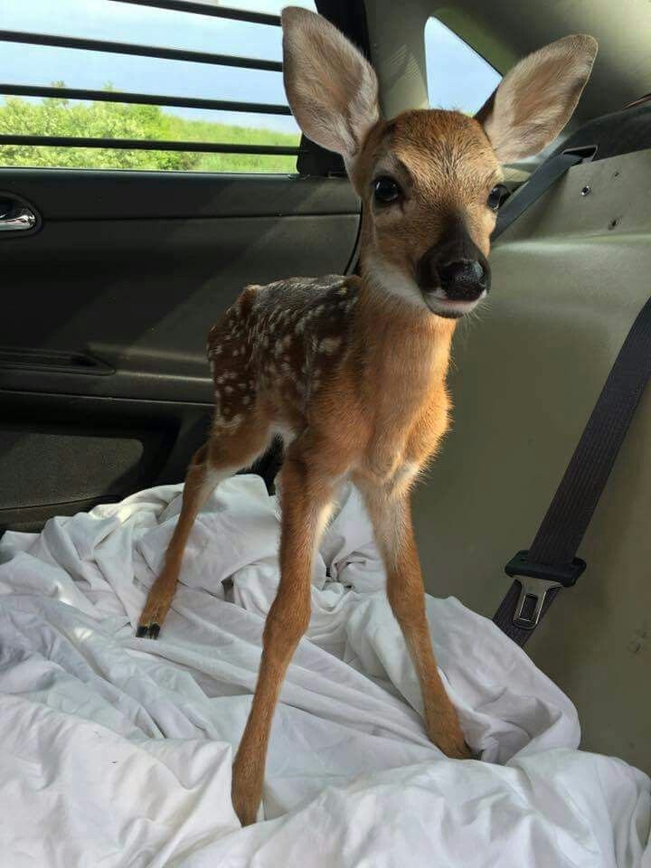 im a passenger princess