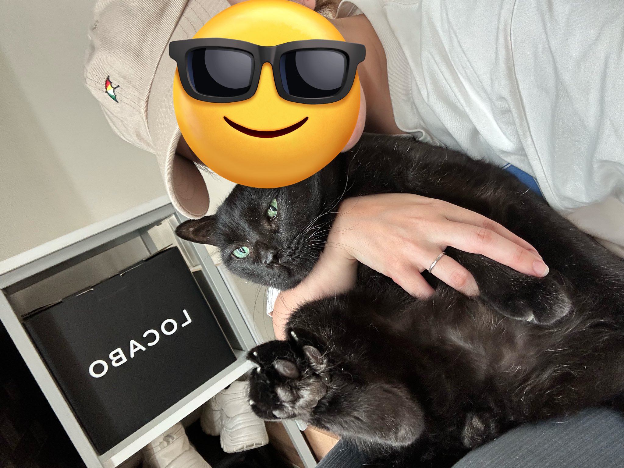 我が家の黒猫 on X: 