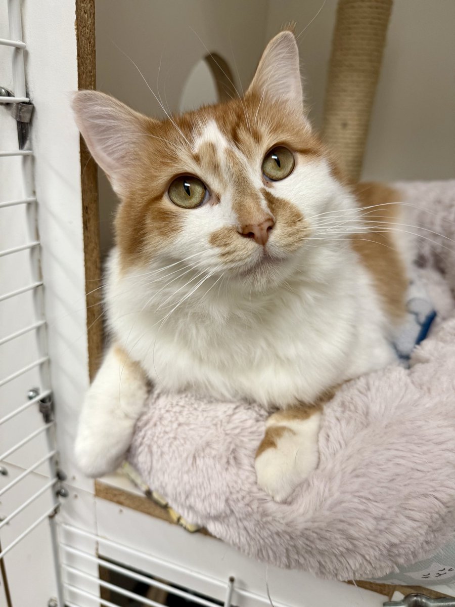Happy Weekend from adoptable kitty, Oscar!  Oscar is snuggled into his comfy bed and is ready for some R and R!  This sweetie is a stand up kitty, he will be a loyal pal and a super forever family member.   Oscar is 1 years old and he must be adopted with one of his SAFE Team
