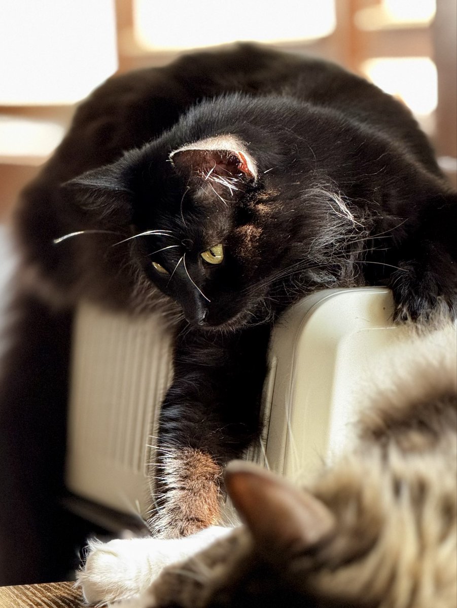 catnipaddicts's tweet image. I don’t know about you guys, but I like tuna. #OrangeOrBlackCatober