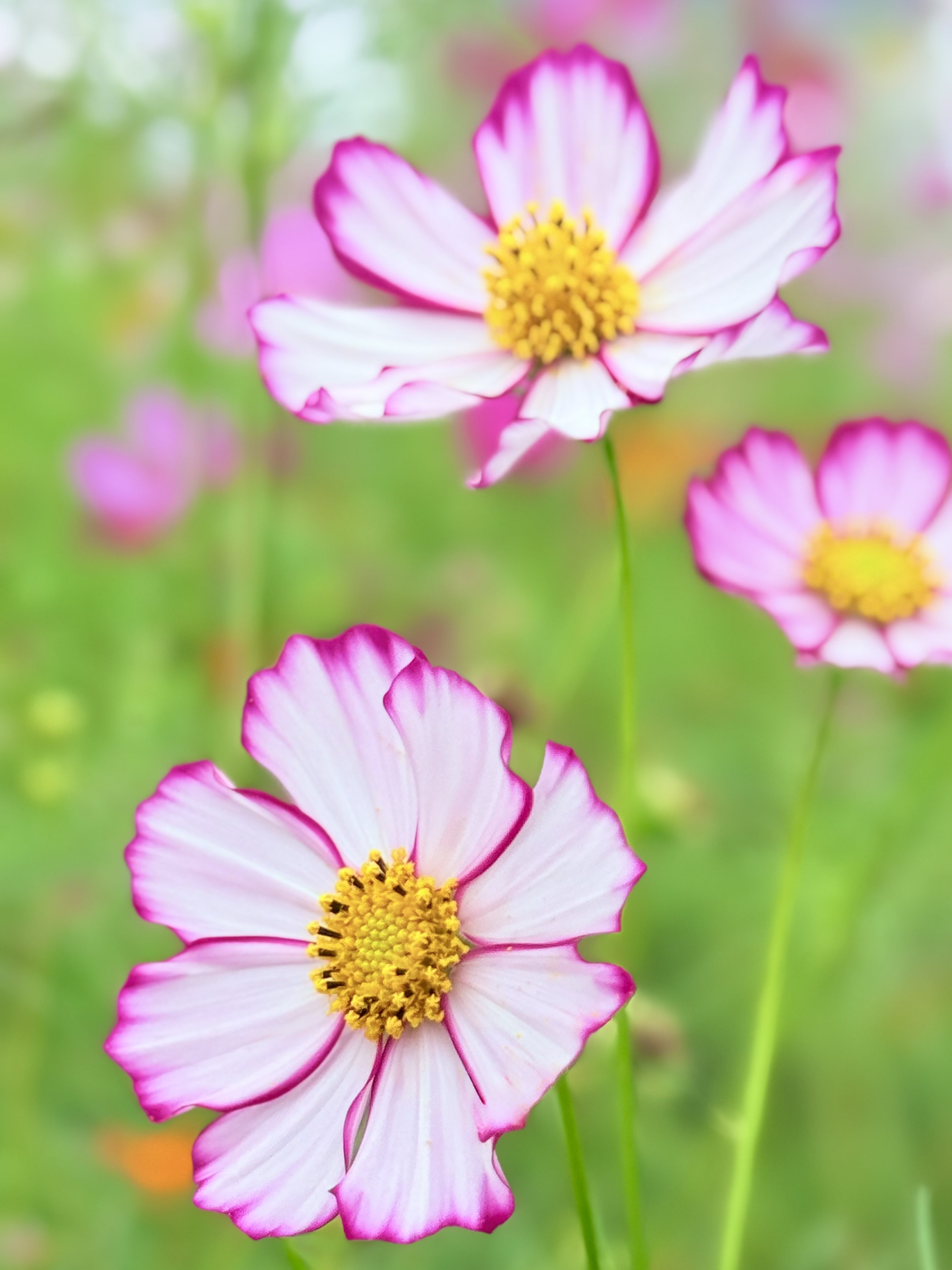 【コスモス】 jun on X: 