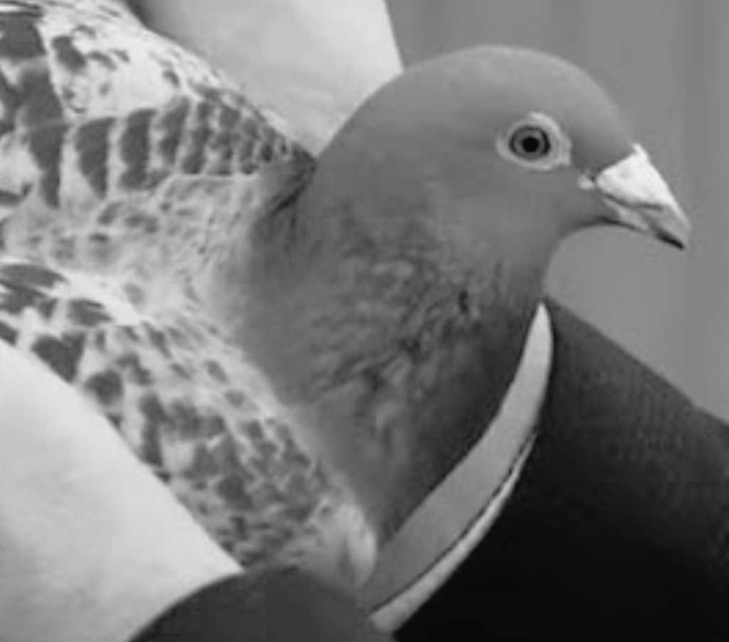 Tweet media one