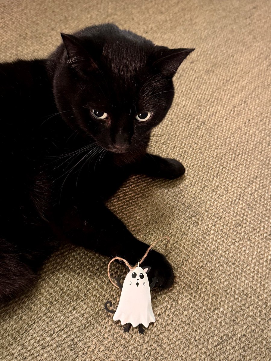 tjd19's tweet image. paying a visit to see my brother &apos;V&apos; as it&apos;s his month, he loves the Baby Boo pumpkins (especially the tiny ones from #plot24) and the Halloween decoration we bought him from Walberswick...it&apos;s how I reckon &apos;V&apos; looks when he goes trick or treating 🐈‍⬛👻