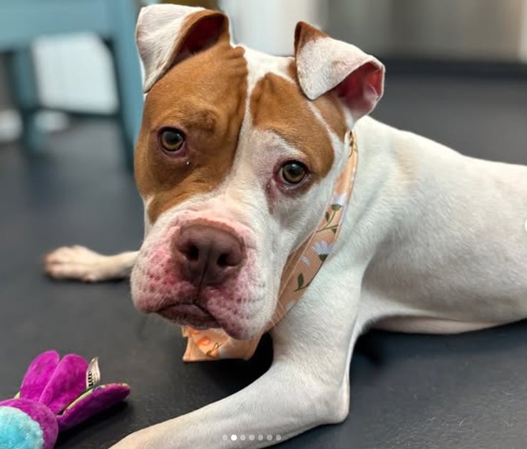 Thank you to #PawsforBigHearts

You stood by our very special girl through the visceral hate extended by members of our village💝

I know her home will be patient, loving &amp; purrfect for Pulaski.

I look forward to sharing her journey.

Thank you again to everyone who put Pulaski