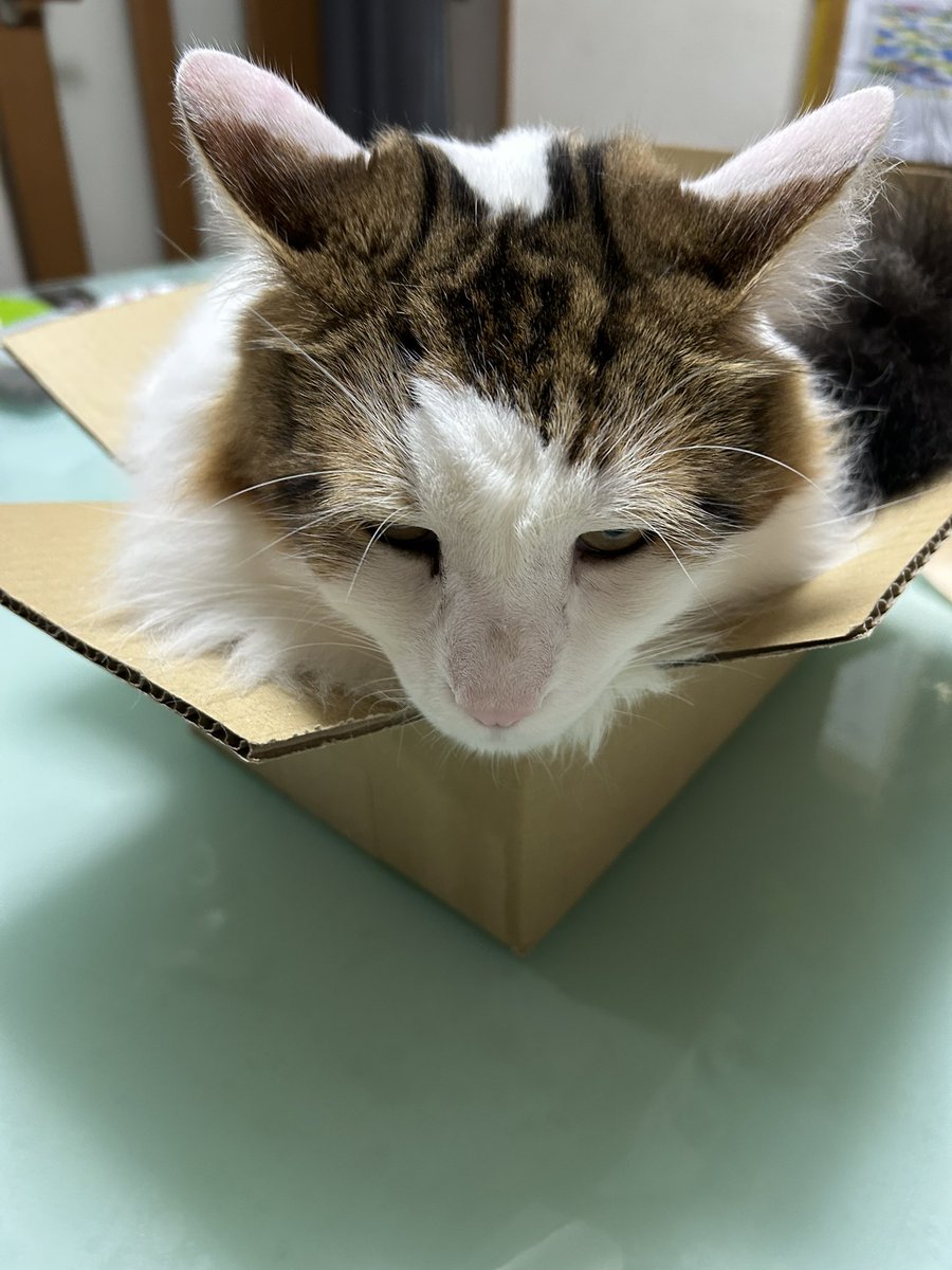 箱の大きさ微妙だけど
どうしても入りたいコハクさん
猫は液体っていうけれど
コハクは大きすぎて液体に見えない...(笑)
