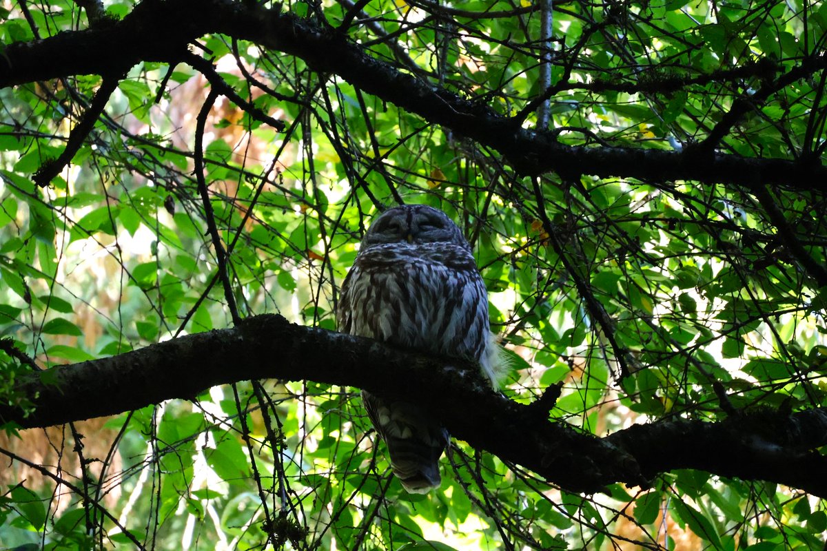 Sheldon Simons photo of the Gastown Steam Clock was chosen by the Community Living Society for it's annual Christmas Card. Sheldon is a very talented photographer. Have a look at some of the highlights of his recent work. He even found an owl yesterday in Friendship Garden.