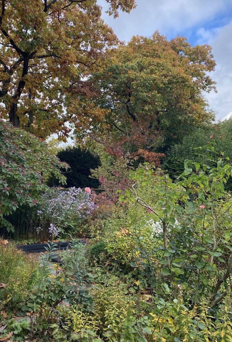 Thought it might be the last #GardenersWorld? But not so? My back garden is gradually coming to the end of season though 🍂