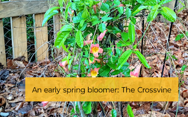 NectarMaker's tweet photo. Flowers make nectar naturally; here is an article detailing how homemade hummingbird nectar actually mimics that of the crossvine plant.  DIY Nectar: Amazing Secrets to Mimic Crossvine’s Bloom – HummerNectar
https://t.co/zlKahUYxh0 https://t.co/E7HLE2aE0i