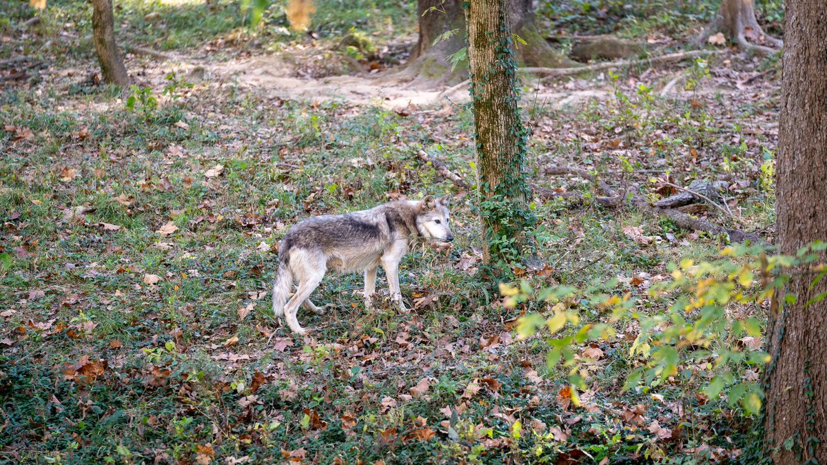 STLWolfCenter's tweet photo. #WolfFest is a rain-or-shine event, and we’re excited to celebrate with you no matter what the weather brings. Our vendors, activities, and conservation fun will all go on as planned—so dress for the day and come ready to make memories with the pack.

See you there! https://t.co/PqVyyuIjB6