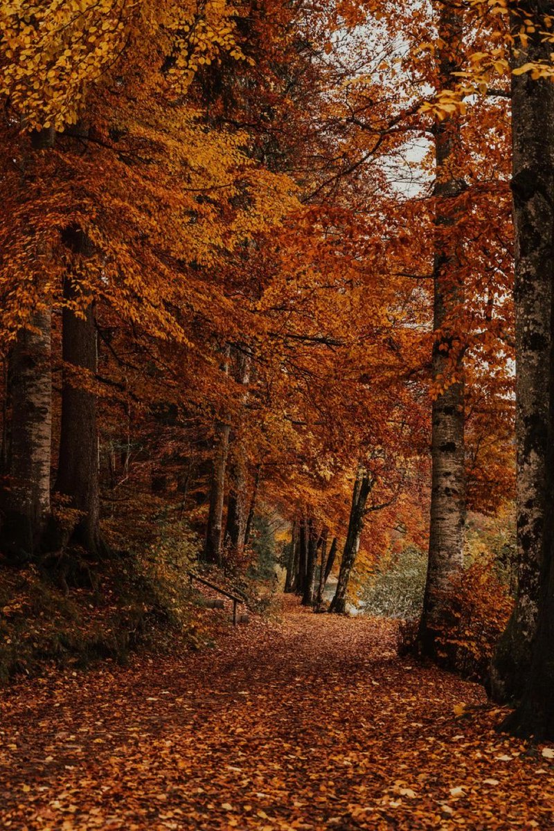NurseLJohn707's tweet image. I’m so glad I live in a world where there are Octobers.
~L.M. Montgomery