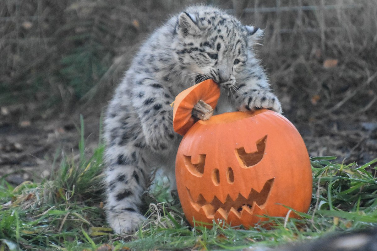 daily sneps tweet media