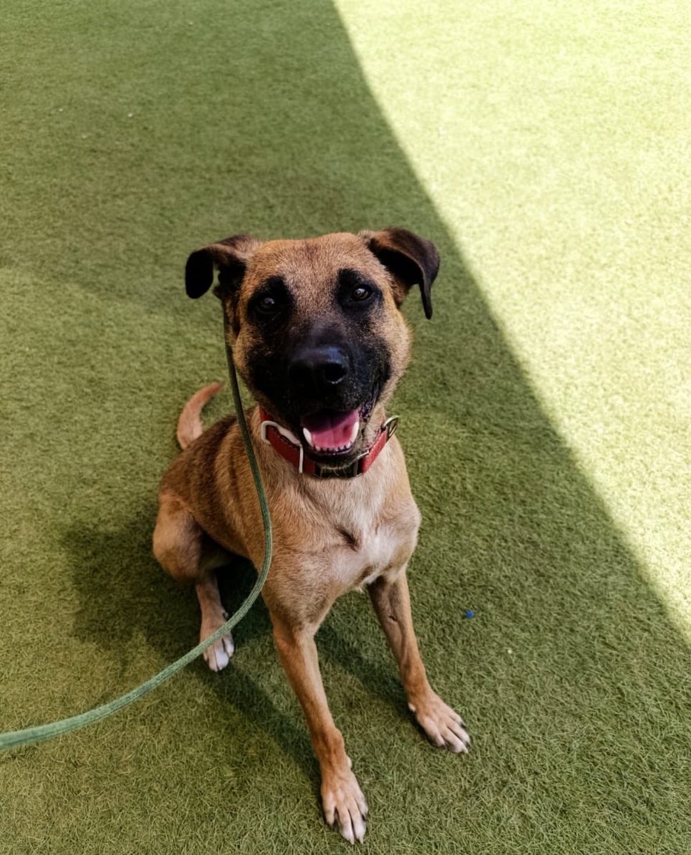 FundacionToby's tweet image. Nos llega el siguiente reporte:

El es Pancho 2 años aproximadamente Vacunado y esterilizado!  
Es muy lindo, cariñoso, protector y obediente, no hemos logrado que se lleve bien con otros perros y yo ya tengo 2 perros grandes, así que con el corazón roto, le tengo que buscar un…