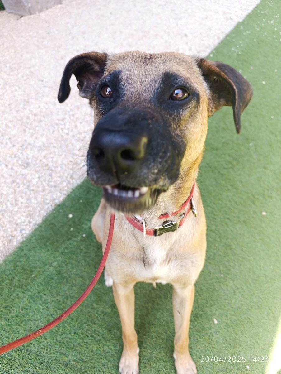 FundacionToby's tweet image. Nos llega el siguiente reporte:

El es Pancho 2 años aproximadamente Vacunado y esterilizado!  
Es muy lindo, cariñoso, protector y obediente, no hemos logrado que se lleve bien con otros perros y yo ya tengo 2 perros grandes, así que con el corazón roto, le tengo que buscar un…