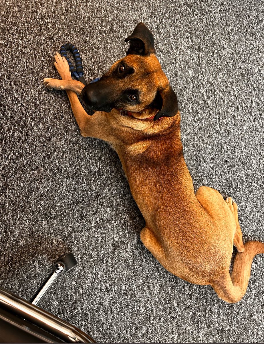 FundacionToby's tweet image. Nos llega el siguiente reporte:

El es Pancho 2 años aproximadamente Vacunado y esterilizado!  
Es muy lindo, cariñoso, protector y obediente, no hemos logrado que se lleve bien con otros perros y yo ya tengo 2 perros grandes, así que con el corazón roto, le tengo que buscar un…