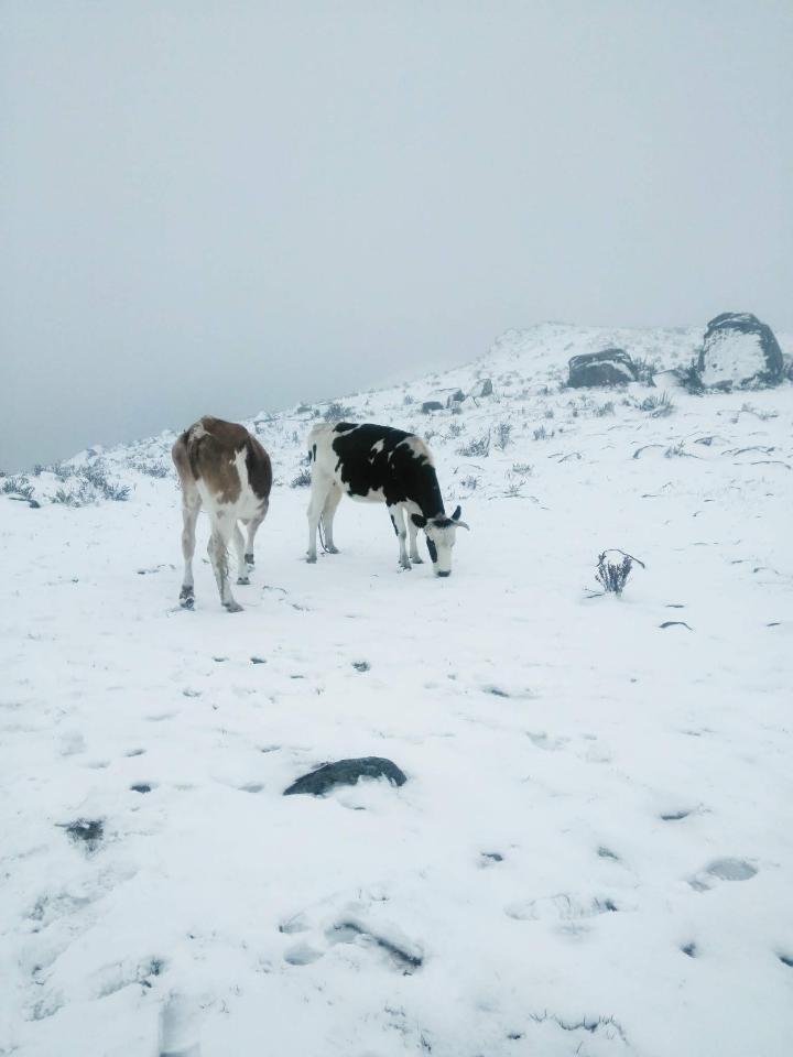 🏔️Mérida Venezuela🚡 tweet media
