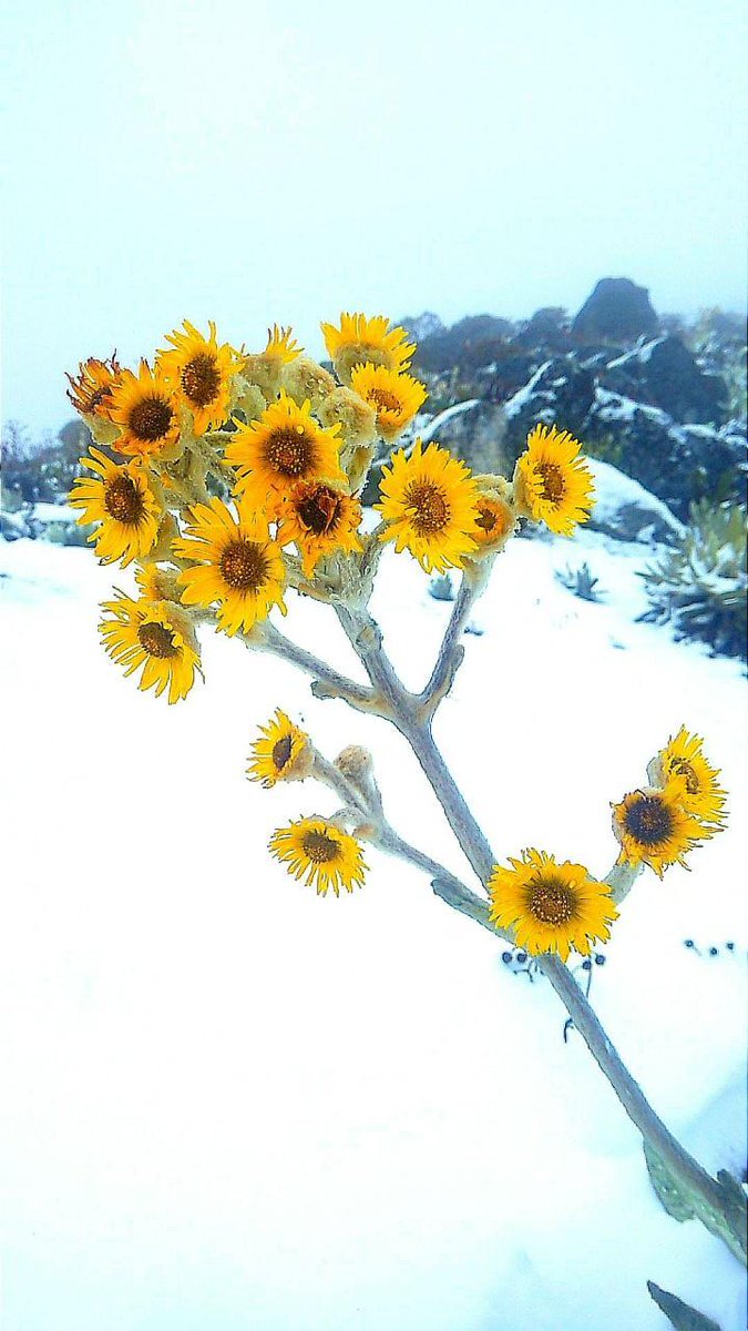 Maravillosa Nevada del dia de ayer en el Parque Nacional Sierra de ma Culata, sector La Lagunita, Mirador del Domo, Las Cruces. Mérida Venezuela 
Fotos de Javier Amabilis 
#MeridaNatural #Merida #Nevadasmerida
