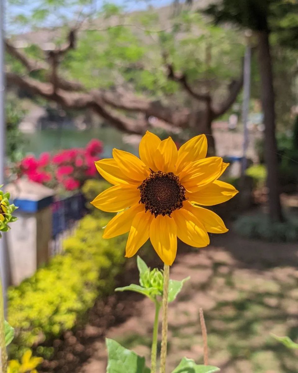 Phonenurd's tweet photo. Bringing a little bit of brightness to your timeline today
Shot on S25 ultra no edit #sunflower #NaturePhotography #nature #NatureLover #BLOOMS #VSCO #MyStudio #ShotOnSnapdragon #withGalaxy @Snapdragon @SamsungMobileUS @vsco @the_gpc_ https://t.co/ZB3fBLD6PY