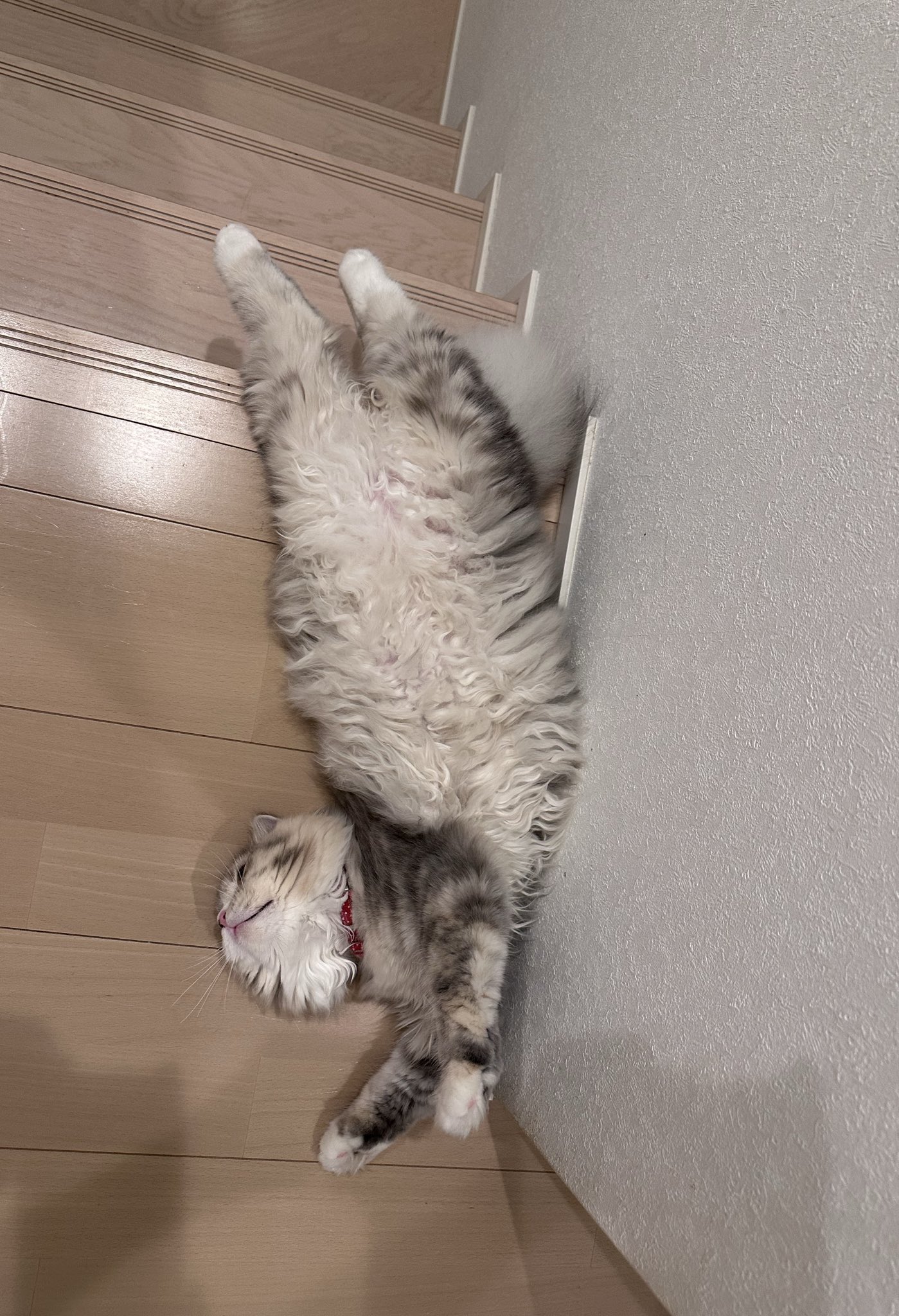 ねここ🐈🐈‍⬛ Twitch (@Necoco_002) / X