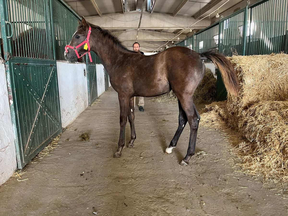 Satılık 6 Aylık dişi Arap tay.Kayayurekli  Maviş hanım orjinli.700.000 TL Mahmudiye pansiyon harada gorulebilir