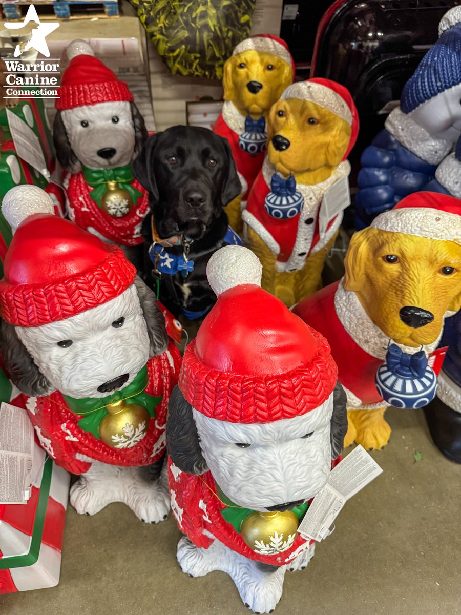 WarriorCanineCn's tweet photo. #ServiceDogSaturday: Can you spot the WCC dog in the holiday decorations? 😂🐾

📸: Jennifer Blessing

#FurTheLoveOfVeterans https://t.co/Qzisen8tzN