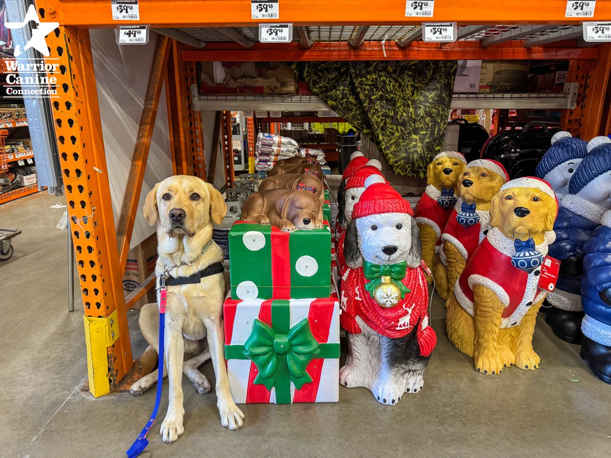 WarriorCanineCn's tweet photo. #ServiceDogSaturday: Can you spot the WCC dog in the holiday decorations? 😂🐾

📸: Jennifer Blessing

#FurTheLoveOfVeterans https://t.co/Qzisen8tzN