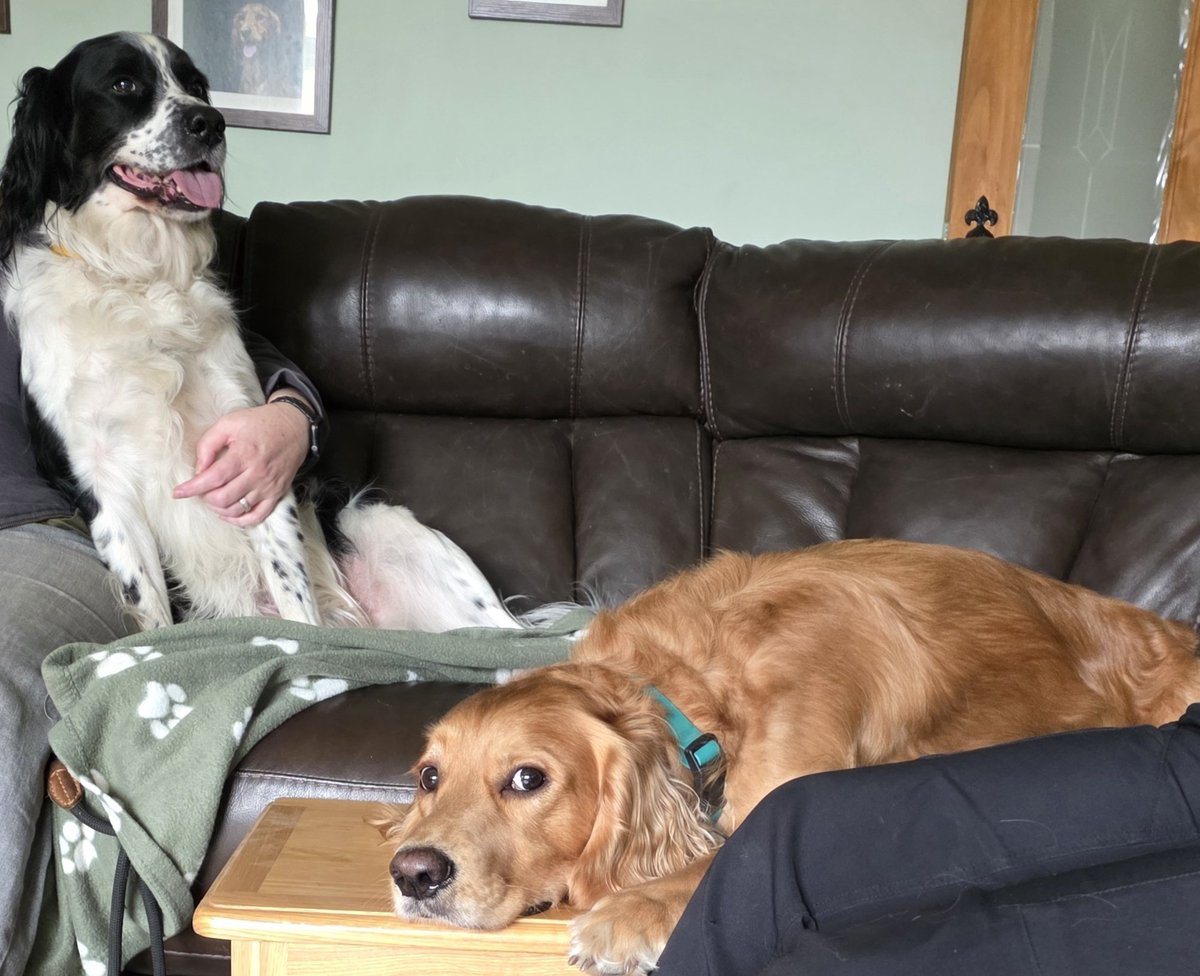 Mrs C's magic settee 🐶🐶🐶🐶🐶🐶🐶🐶🐶🐶🐈⬛ tweet media