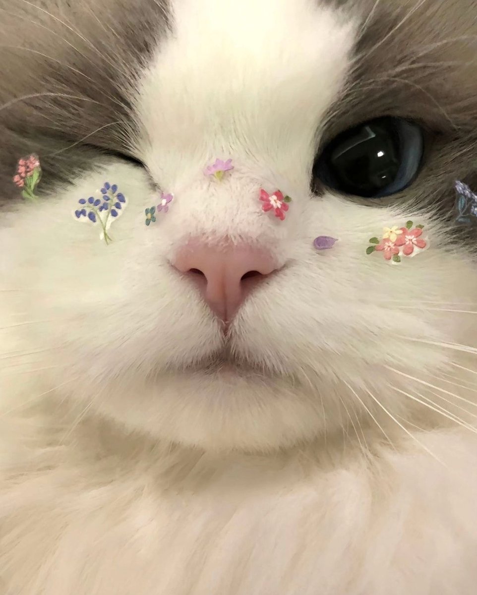 smol silly cat (@catsillyness) on Twitter photo 