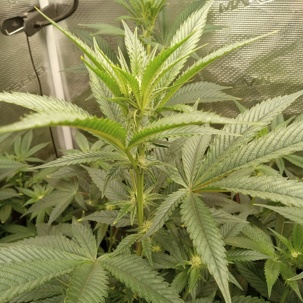 richiepython's tweet image. Nova91 x OC Runtz is cooking up something special, I can tell!!! Irvineseeds.com has FREE testers! Find a new growmie in their Discord 💯 and don&apos;t forget code RICHIE for free shipping!