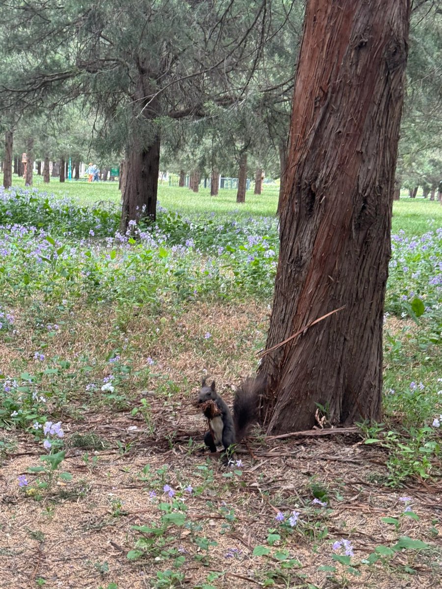 xonxwswf's tweet image. 走るのは、自分と向き合う時間。
リスとの出会いは、自然からの返事🐾💫