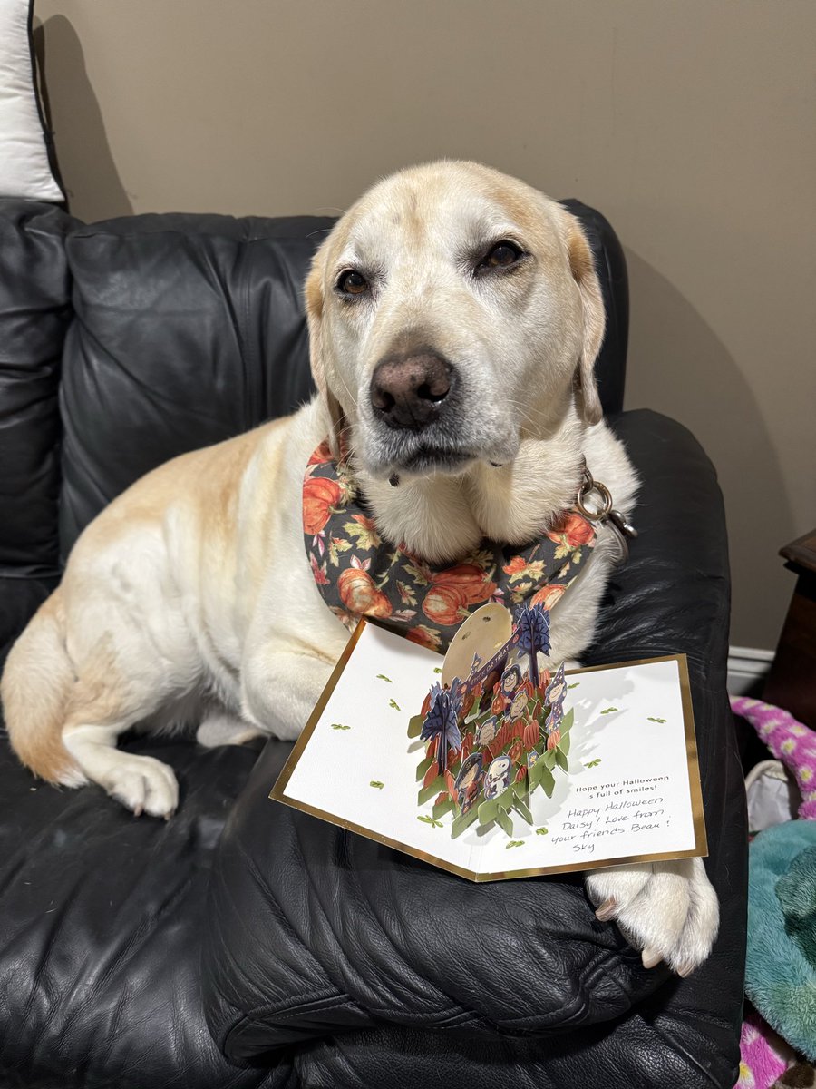 I got more pupmail 📬today. A super cool Halloween card from <a href="/KaiaIsland/">Beagles Beau & Sky🐾 & 🌈 😇 IslandKaia🐾</a> 🎃. Thank you so much pals, love you ❤️.
#dogsoftwitter 
#dogsofX