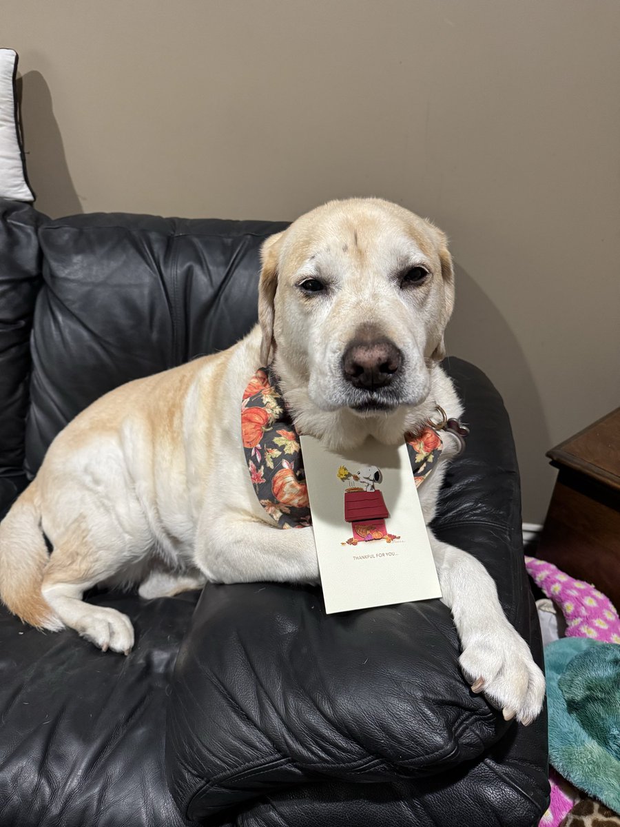 I got pupmail 📬 today. Thank you so much <a href="/KaiaIsland/">Beagles Beau & Sky🐾 & 🌈 😇 IslandKaia🐾</a> for the lovely Thanksgiving card ❤️. So sweet of you pals. Love you ❤️.
#dogsoftwitter 
#dogsofX