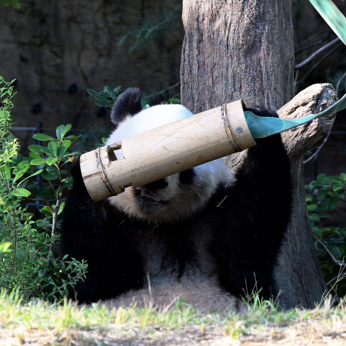 毎日パンダ on X