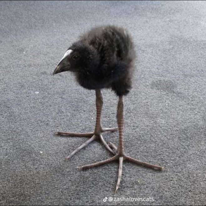 pukekoku's tweet image. A SECOND DAMN!!!!! HAS HIT THE DAMN!!!!!!