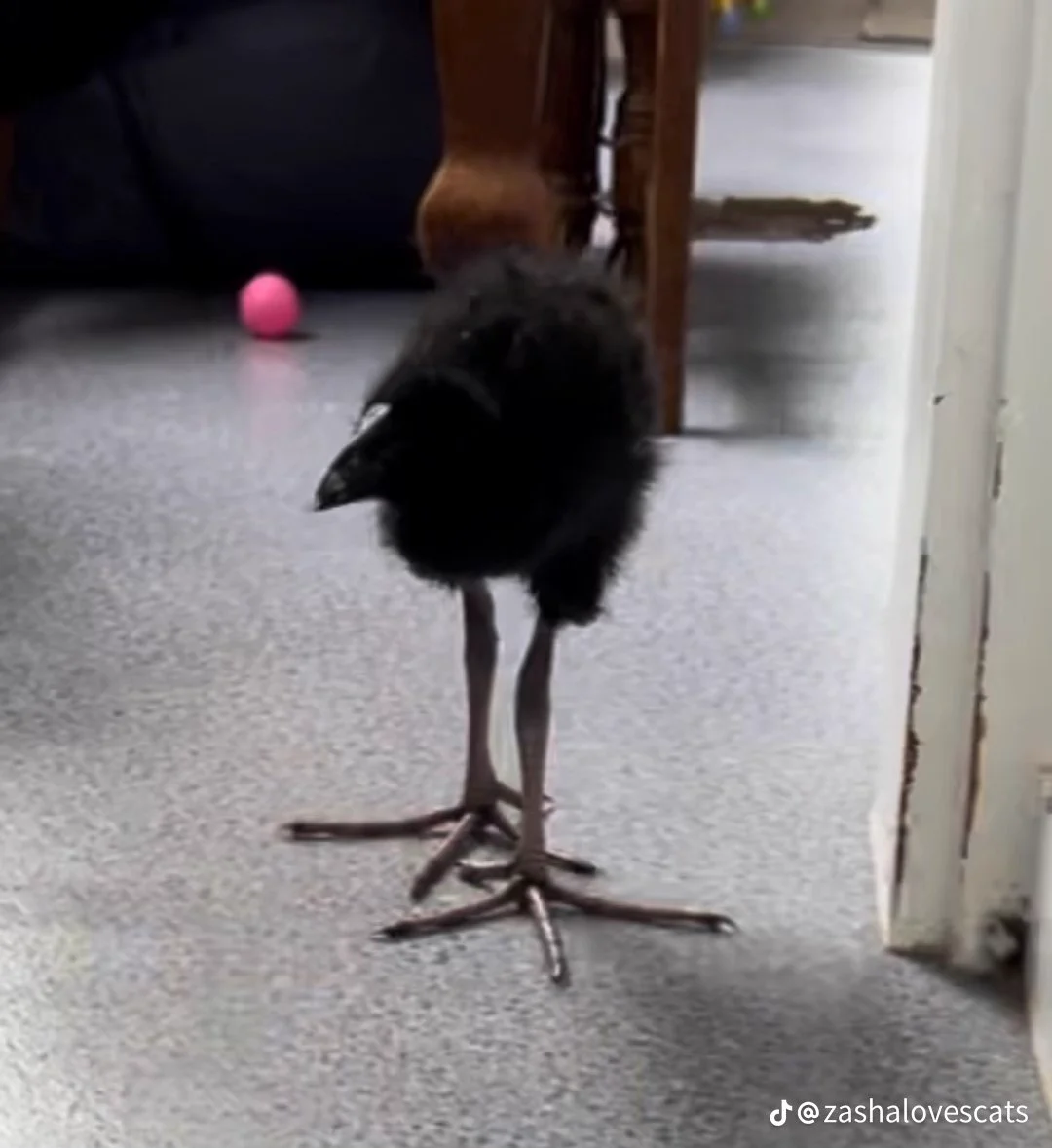 pukeko on X: 