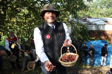 First image displays a large group of men and women in business suits, casual jackets, and headscarves standing together on grass near trees with a green banner in the background showing a logo and text. Second image shows four individuals, including men in suits and a woman in a headscarf, kneeling and using woven baskets to collect brown chestnuts from the leafy forest floor surrounded by green foliage and trees. Third image features a man wearing a hat and black vest with Turkish flag emblem holding a basket filled with chestnuts, standing near other people picking items in an outdoor setting with tents and trees. Fourth image depicts numerous brown chestnuts scattered on green grass and weeds under autumn trees in a natural hillside area.