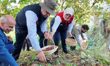 First image displays a large group of men and women in business suits, casual jackets, and headscarves standing together on grass near trees with a green banner in the background showing a logo and text. Second image shows four individuals, including men in suits and a woman in a headscarf, kneeling and using woven baskets to collect brown chestnuts from the leafy forest floor surrounded by green foliage and trees. Third image features a man wearing a hat and black vest with Turkish flag emblem holding a basket filled with chestnuts, standing near other people picking items in an outdoor setting with tents and trees. Fourth image depicts numerous brown chestnuts scattered on green grass and weeds under autumn trees in a natural hillside area.