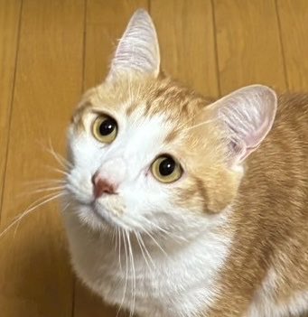 ネコ丸ページ 猫鍋 ホットヒーター マルカン 遠赤外線ホッとヒーター 猫鍋
