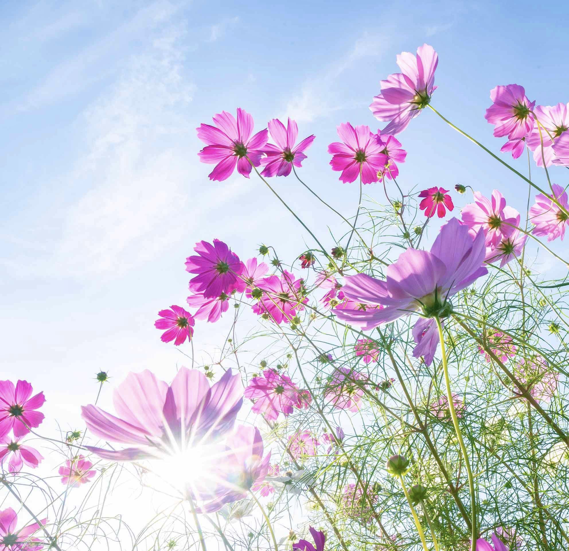 ✨コスモス様3点おまとめ✨ありがとうございます♡ ﾐ・◦・ﾐ❤しまっち on X: 
