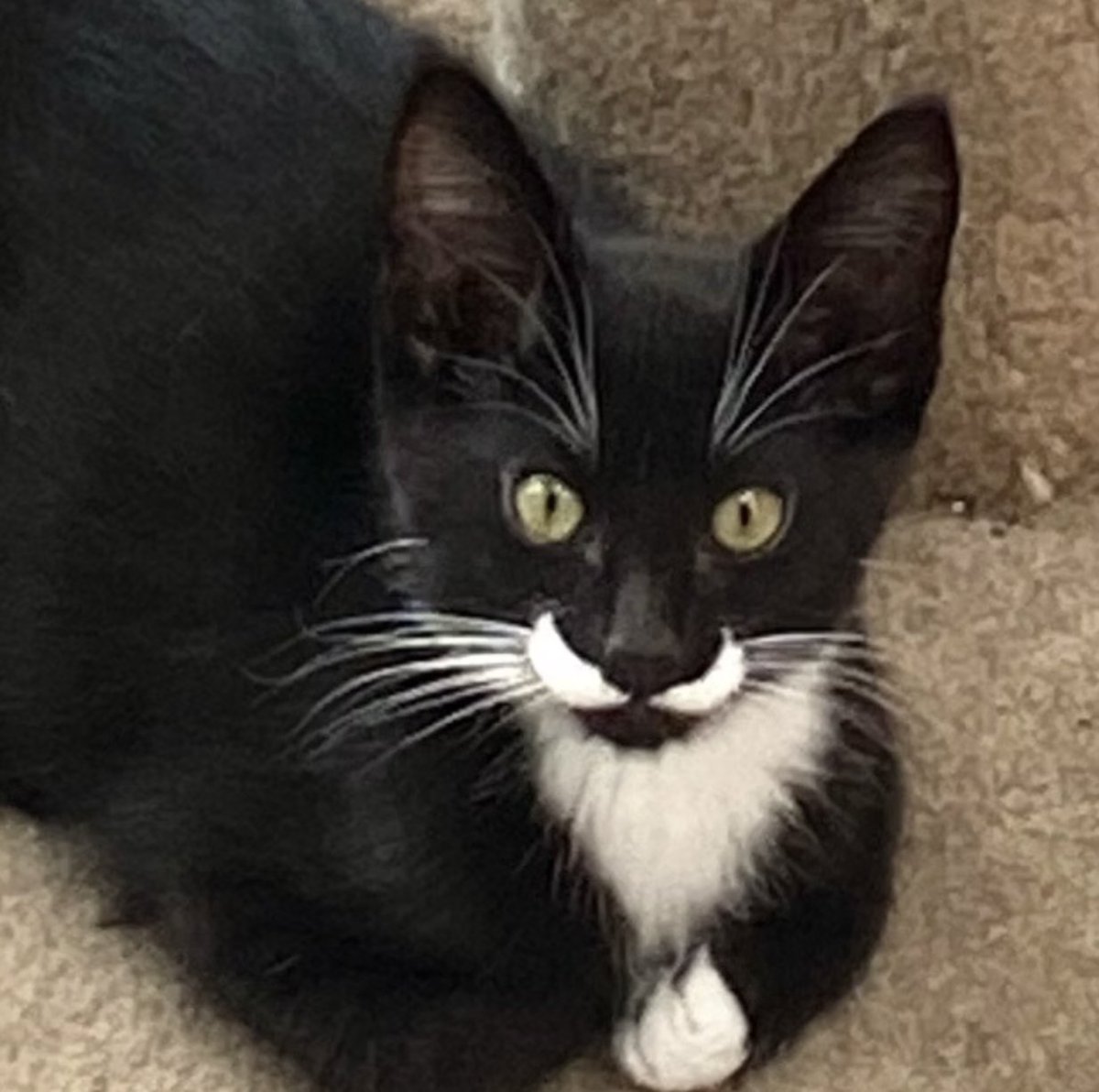 Well isn't that a dapper moustache, Nib?! Well done!

Apply for adoption littlecatslosttnr.org

#yeg #edmonton #stalbert #sherwoodpark #yegcats #cat #kitten #CatsOfX